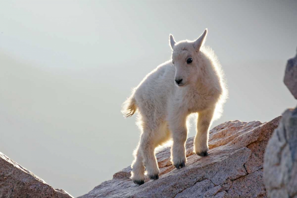 CO, Mt Evans Mountain goat kid backlit on rock art print by Cathy and Gordon Illg for $57.95 CAD