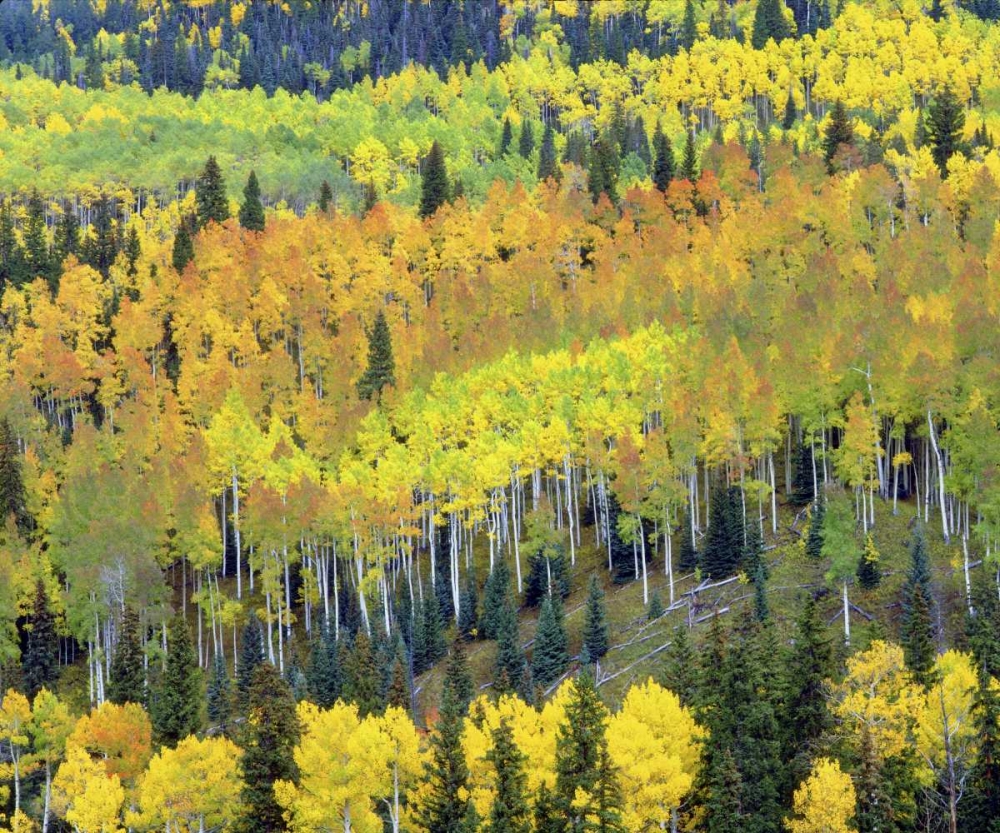 Colorado, Rocky Mts Fall colors of Aspen trees art print by Christopher Talbot Frank for $57.95 CAD