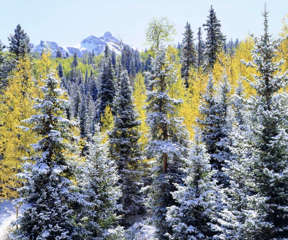 Colorado Snow-covered trees in the Rocky Mts art print by Christopher Talbot Frank for $57.95 CAD