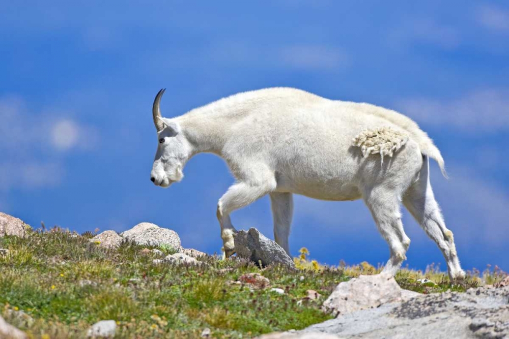 CO, Mount Evans Mountain goat walking on ridge art print by Fred Lord for $57.95 CAD