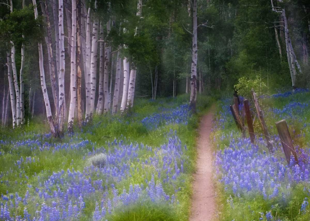 CO, Crested Butte Fenced trail through lupine art print by Nancy Rotenberg for $57.95 CAD