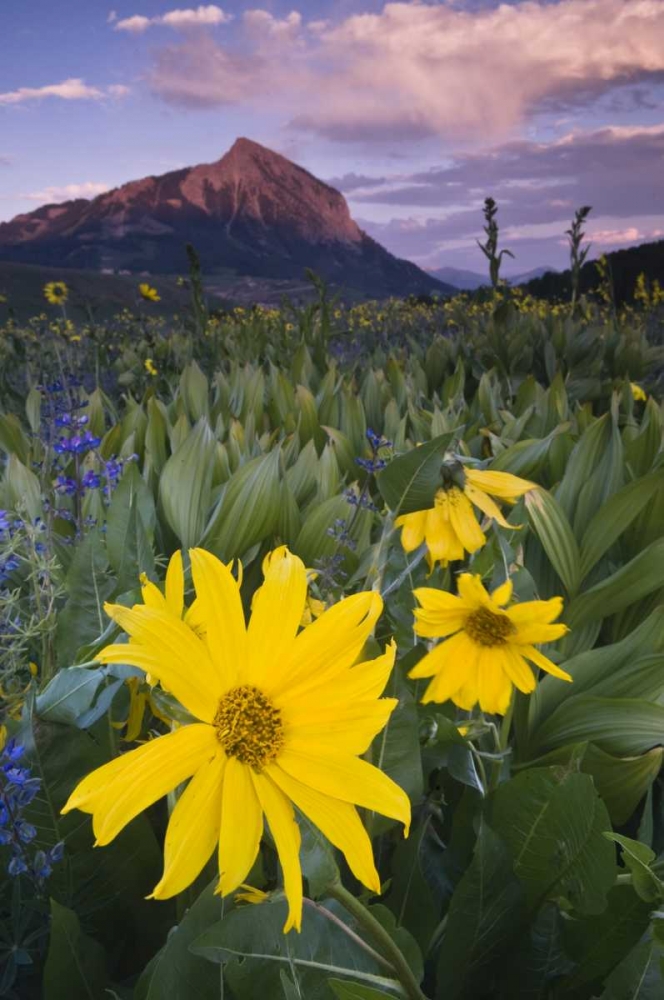 CO, Crested Butte Flowers by Mt Crested Butte art print by Nancy Rotenberg for $57.95 CAD