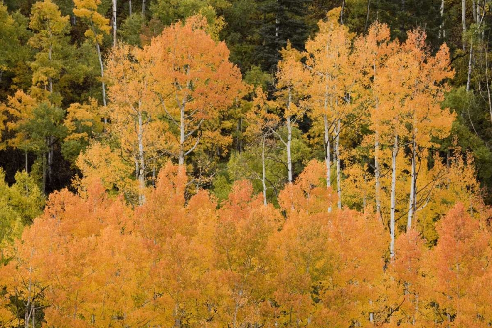 CO, Uncompahgre NF Grove of orange-tinged aspens art print by Don Grall for $57.95 CAD