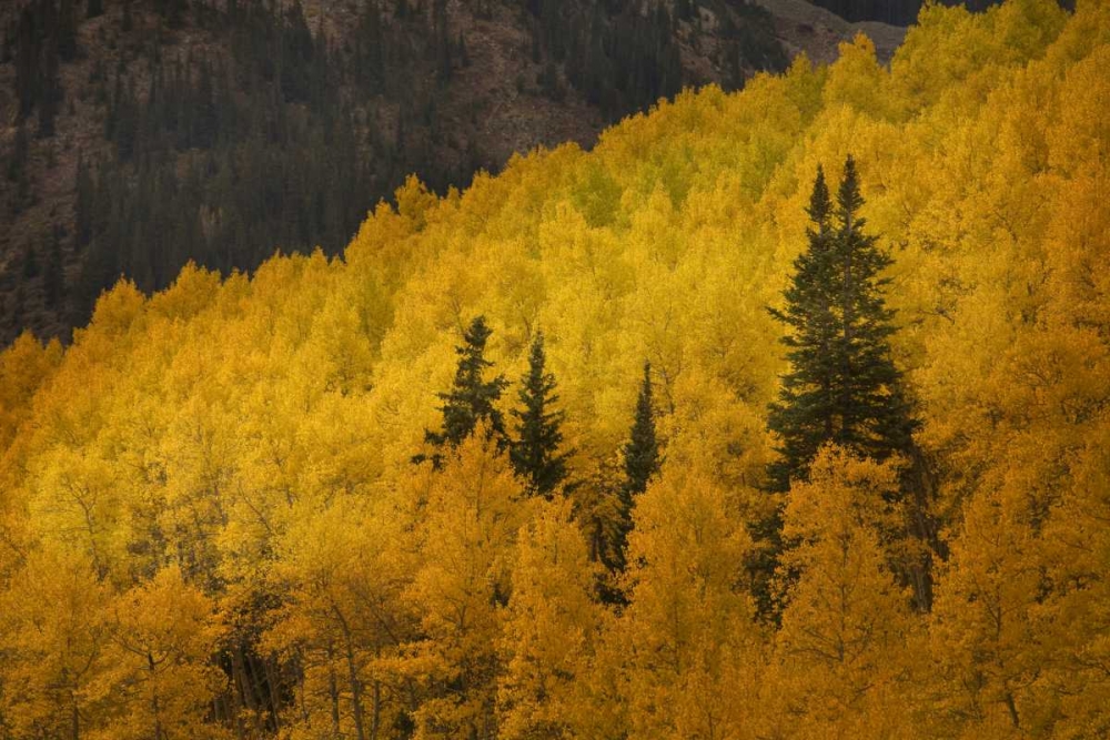 CO, Rocky Mts A ridge of aspen trees in autumn art print by Don Grall for $57.95 CAD