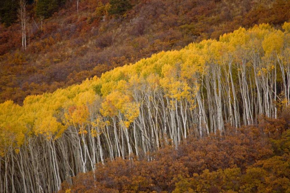 CO, Gunnison NP Autumn trees in Black Canyon art print by Don Grall for $57.95 CAD