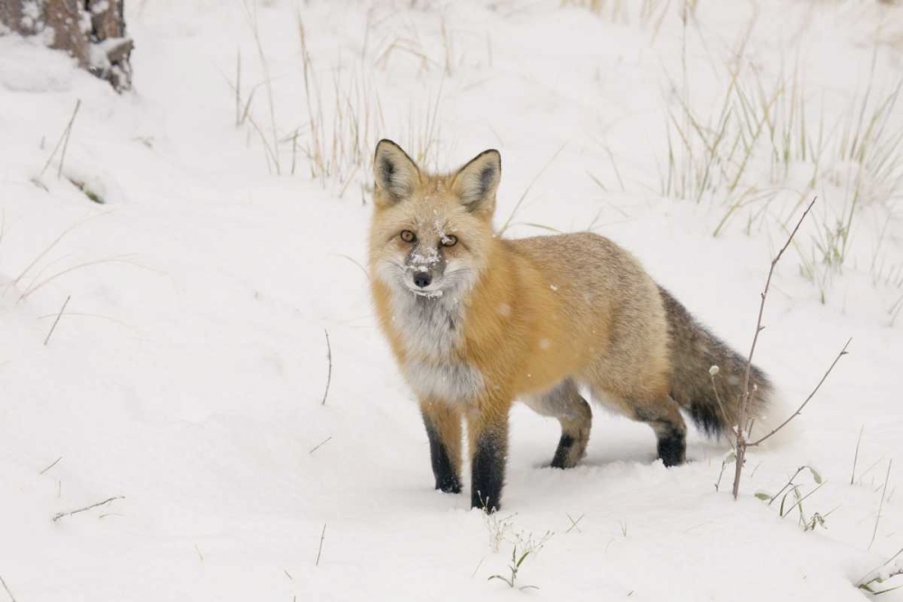 CO, Pike NF A red fox with snow on its muzzle art print by Don Grall for $57.95 CAD