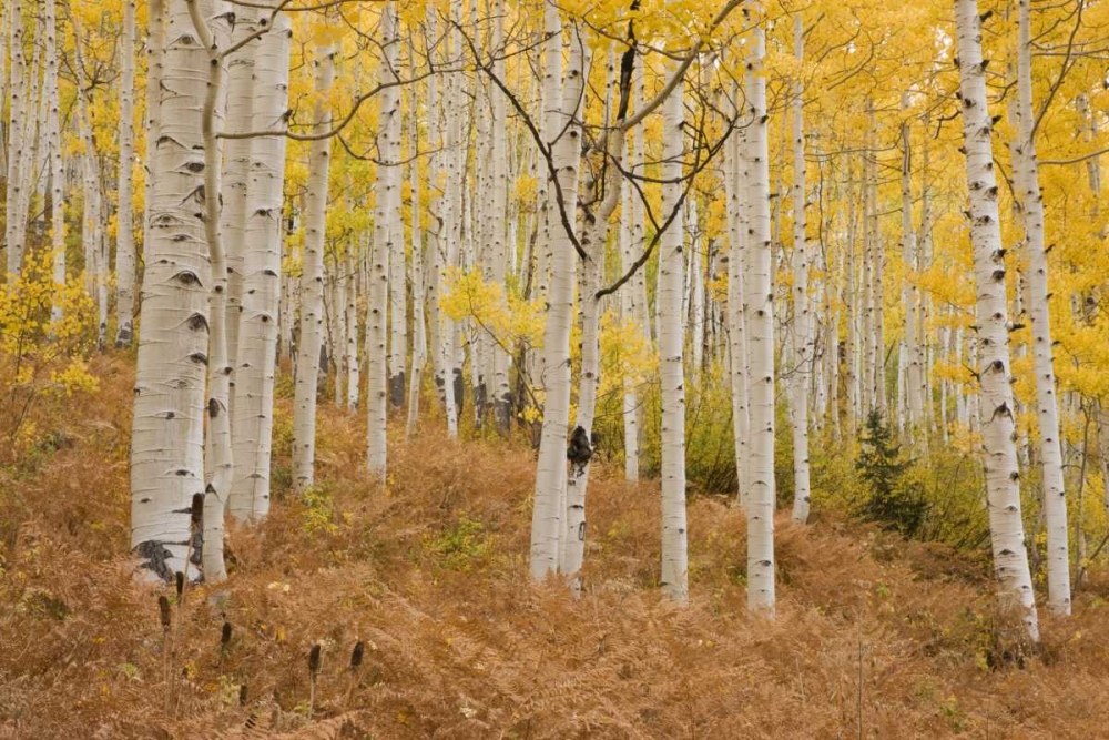 CO, Gunnison NF, Ohio Pass Aspen forest art print by Don Grall for $57.95 CAD