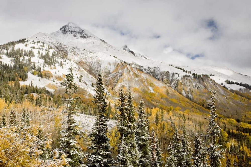 CO, Uncompahgre NF Mountain and aspens in autumn art print by Don Grall for $57.95 CAD