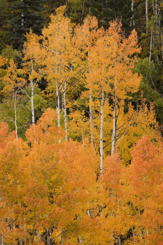 CO, Uncompahgre NF Grove of orange-tinged aspens art print by Don Grall for $57.95 CAD