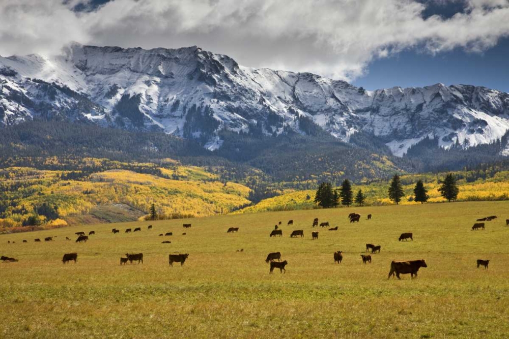CO, Uncompahgre NF, Hastings Mesa Cattle grazing art print by Don Grall for $57.95 CAD