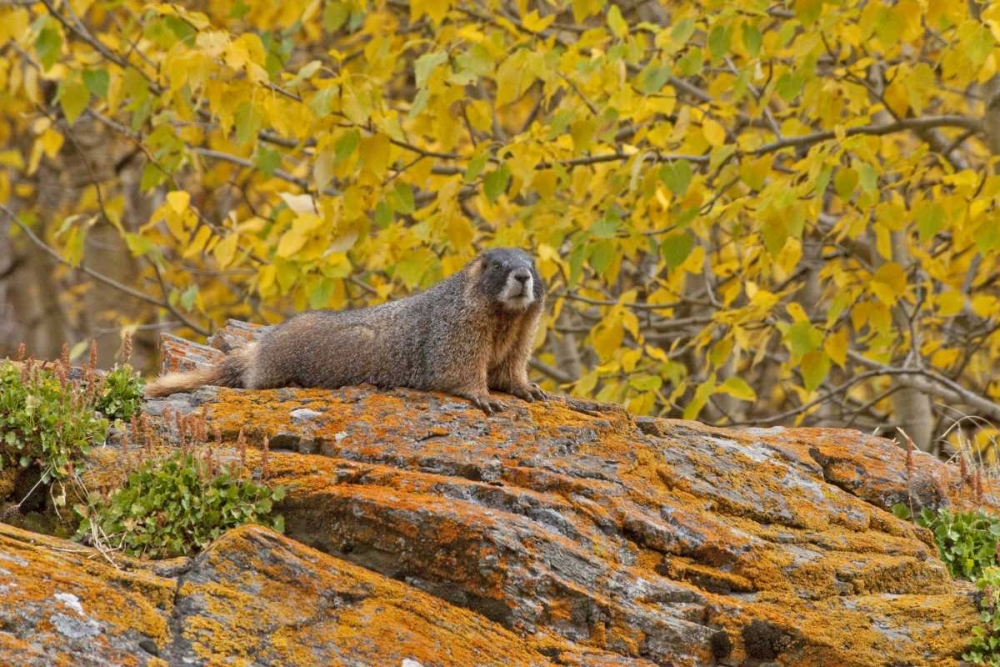 CO, Rocky Mts Yellow-bellied marmot on an autumm art print by Cathy and Gordon Illg for $57.95 CAD