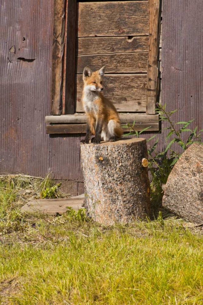 CO, Breckenridge Young fox sitting on log art print by Fred Lord for $57.95 CAD