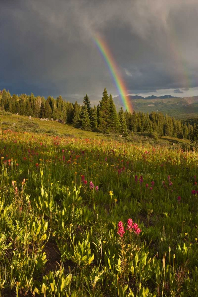 CO, Shrine Pass A sunset rainbow over meadow art print by Don Grall for $57.95 CAD