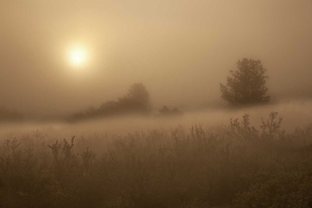 CO, Colorado Springs, Palmer Park Fog over field art print by Don Grall for $57.95 CAD