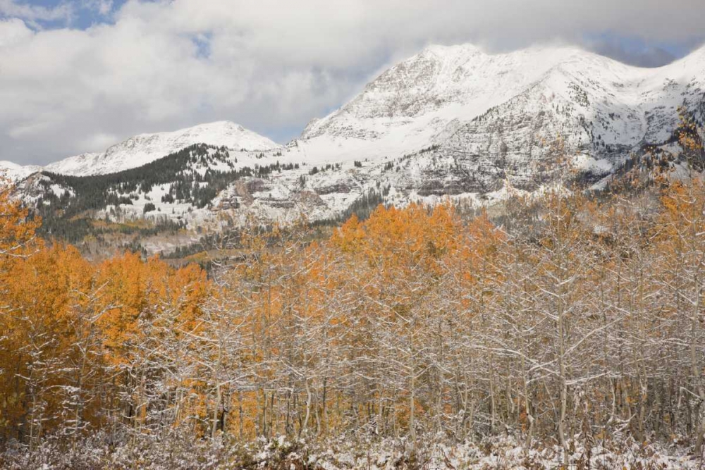 CO, Gunnison NF Aspens after a snowstorm art print by Don Grall for $57.95 CAD