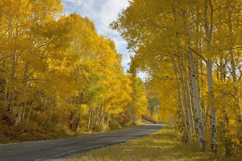 CO, Black Canyon, Road through fall trees art print by Don Grall for $57.95 CAD