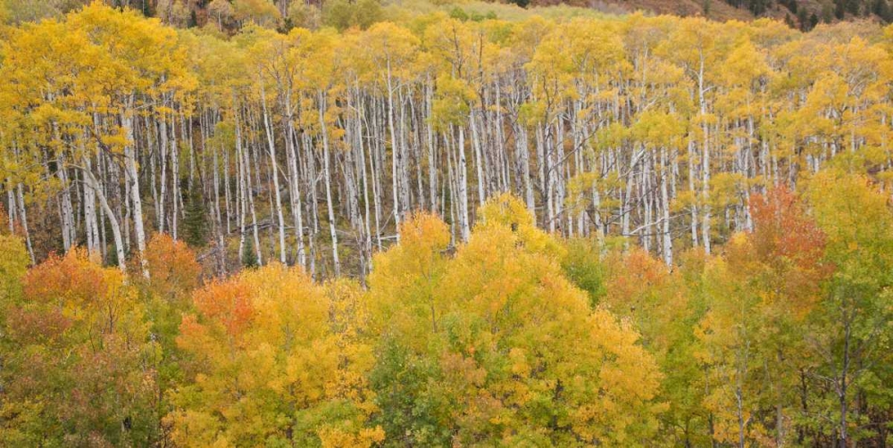 CO, White River NF Aspen grove in autumn foliage art print by Don Grall for $57.95 CAD