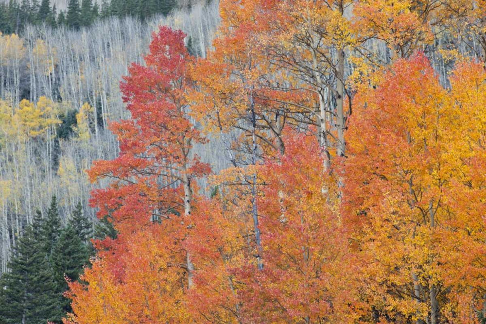 CO, San Juan Mts Aspen trees in autumn colors art print by Don Grall for $57.95 CAD