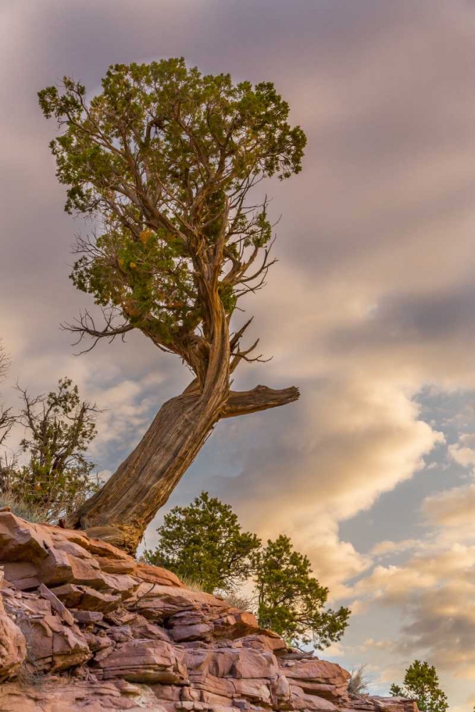 CO, Fruita Juniper at sunrise in Colorado NM art print by Fred Lord for $57.95 CAD