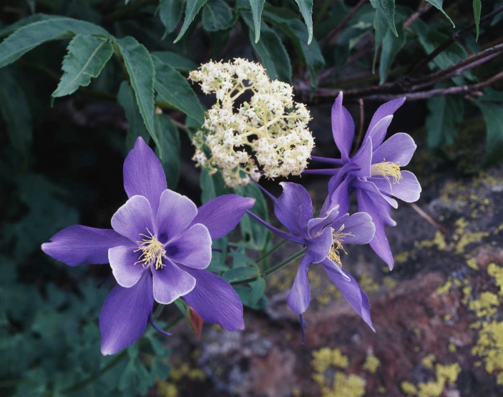 CO, Mutant Columbine flowers in the Rocky Mts art print by Christopher Talbot Frank for $57.95 CAD