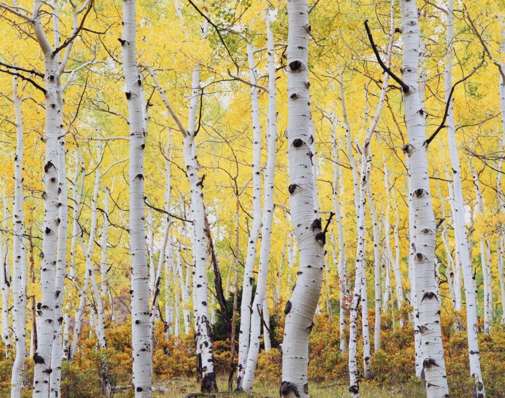 Colorado, Rocky Mts, Fall colors of Aspen trees art print by Christopher Talbot Frank for $57.95 CAD