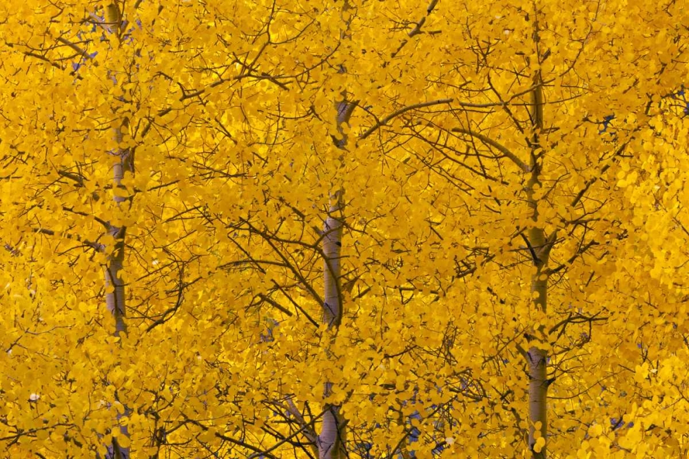 CO, Rocky Mts, Castle Valley Aspens in autumn art print by Cathy and Gordon Illg for $57.95 CAD
