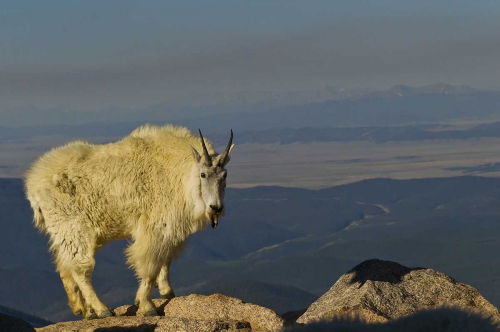 CO, Mount Evans Mountain goat art print by Cathy and Gordon Illg for $57.95 CAD