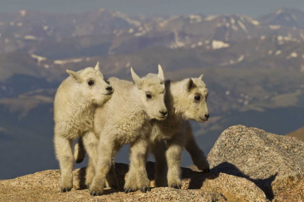 Colorado, Mount Evans Three mountain goat kids art print by Cathy and Gordon Illg for $57.95 CAD