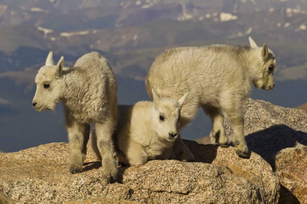 Colorado, Mount Evans Three mountain goat kids art print by Cathy and Gordon Illg for $57.95 CAD