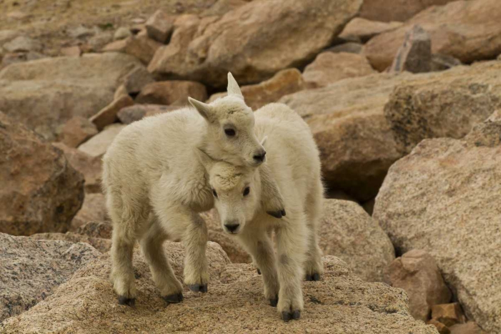 CO, Mt Evans Mountain goat kids playing on rock art print by Cathy and Gordon Illg for $57.95 CAD