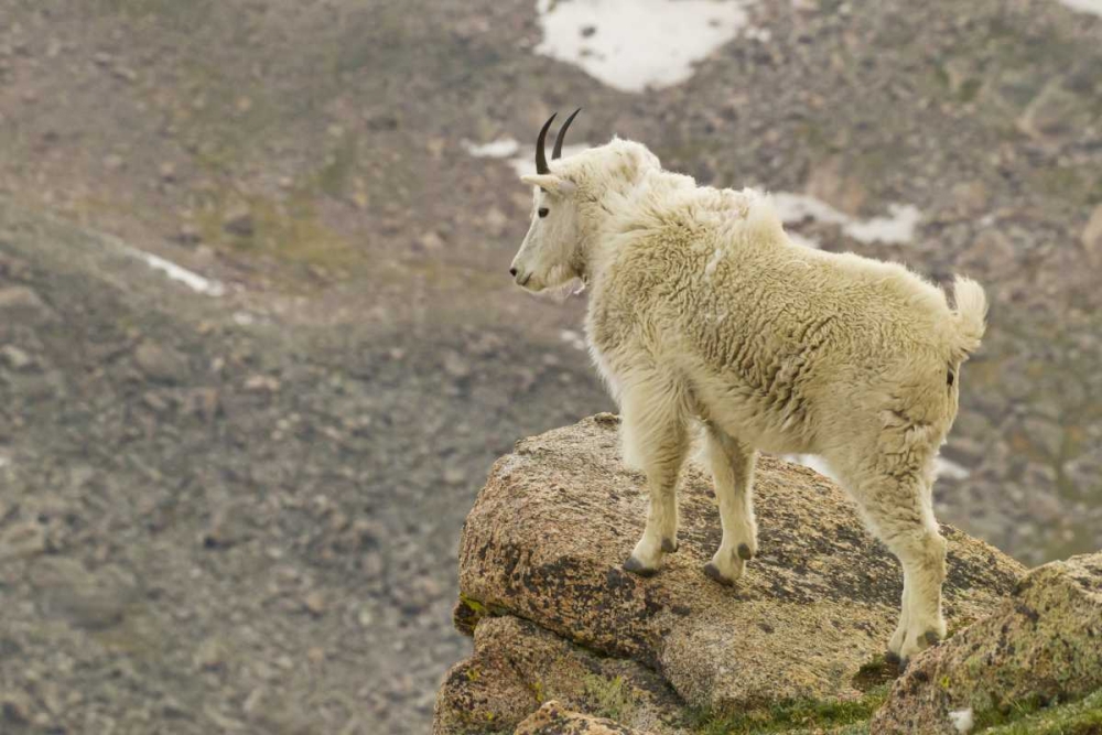 CO, Mt Evans Mountain goat yearling and scenery art print by Cathy and Gordon Illg for $57.95 CAD