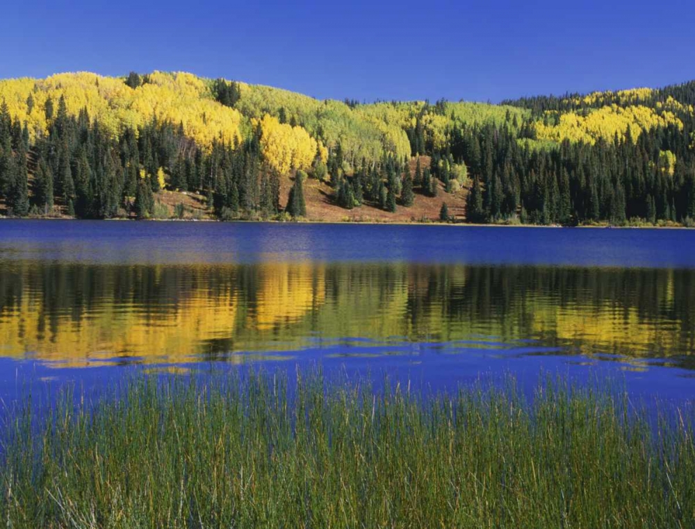 Colorado, Gunnison NF Autumn scenic at Lost Lake art print by Dennis Flaherty for $57.95 CAD