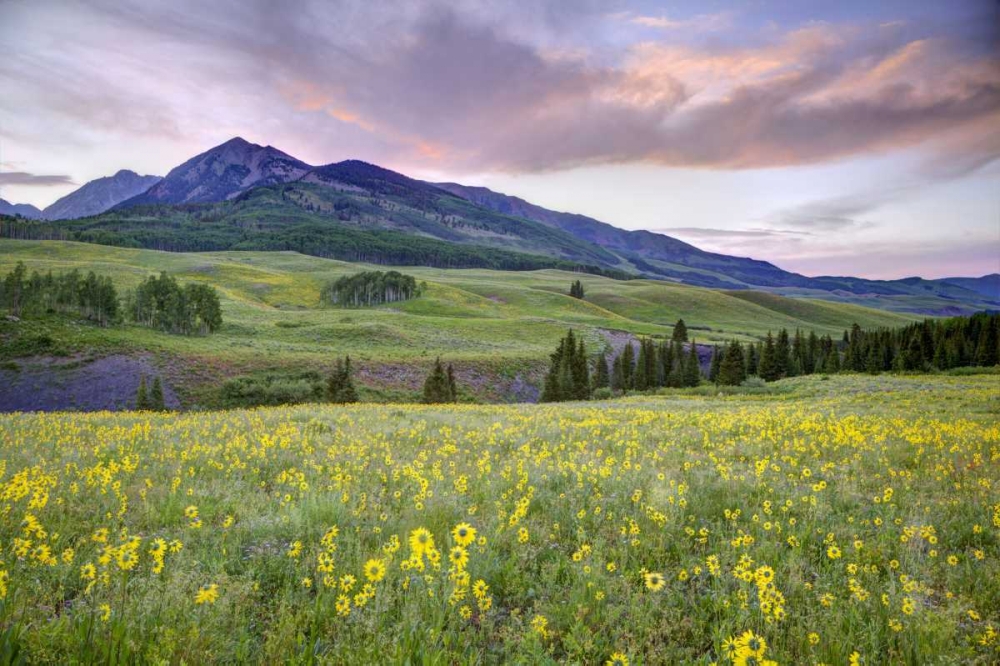 CO, Crested Butte Flowers and mountain art print by Dennis Flaherty for $57.95 CAD