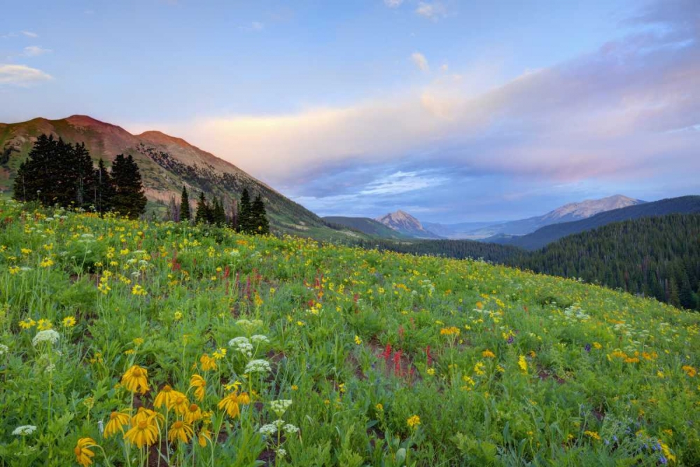 CO, Crested Butte Flowers and mountains art print by Dennis Flaherty for $57.95 CAD