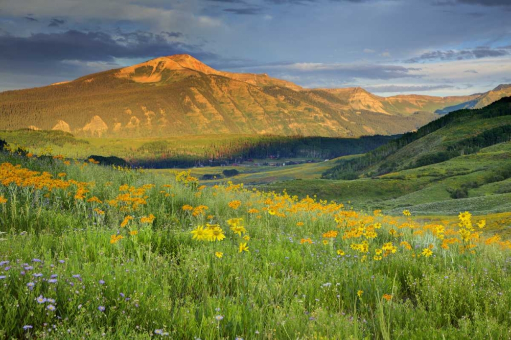 CO, Crested Butte Landscape of mountain flowers art print by Dennis Flaherty for $57.95 CAD