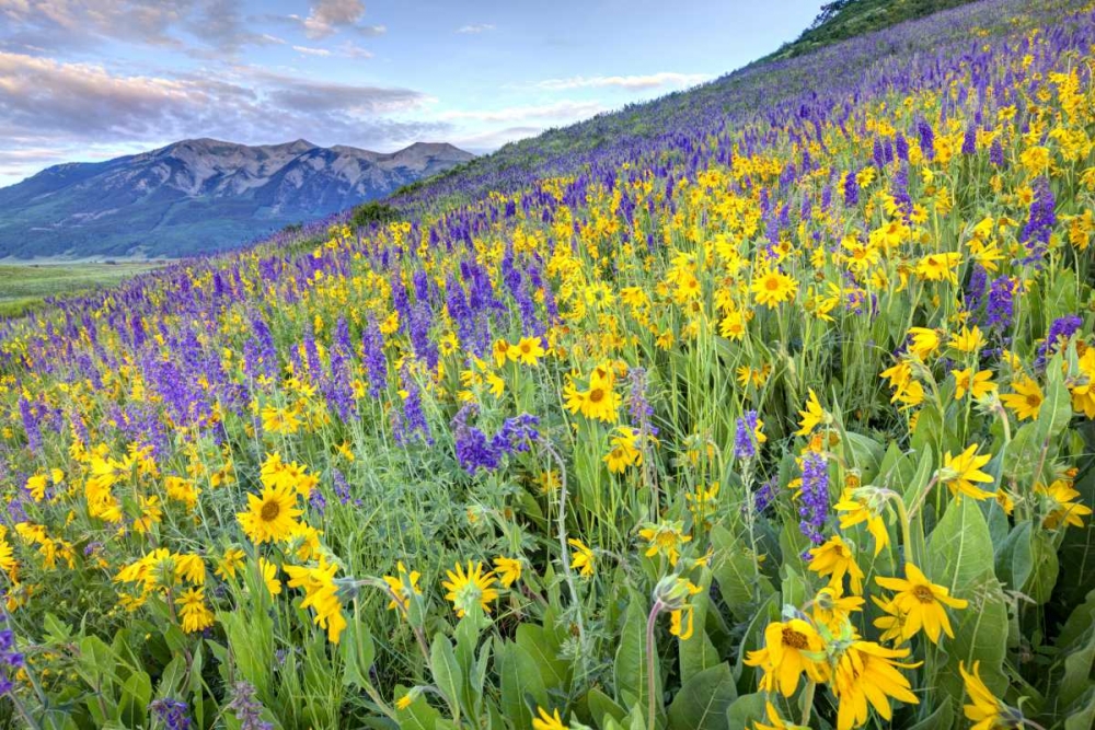 CO, Crested Butte Flowers on hillside art print by Dennis Flaherty for $57.95 CAD