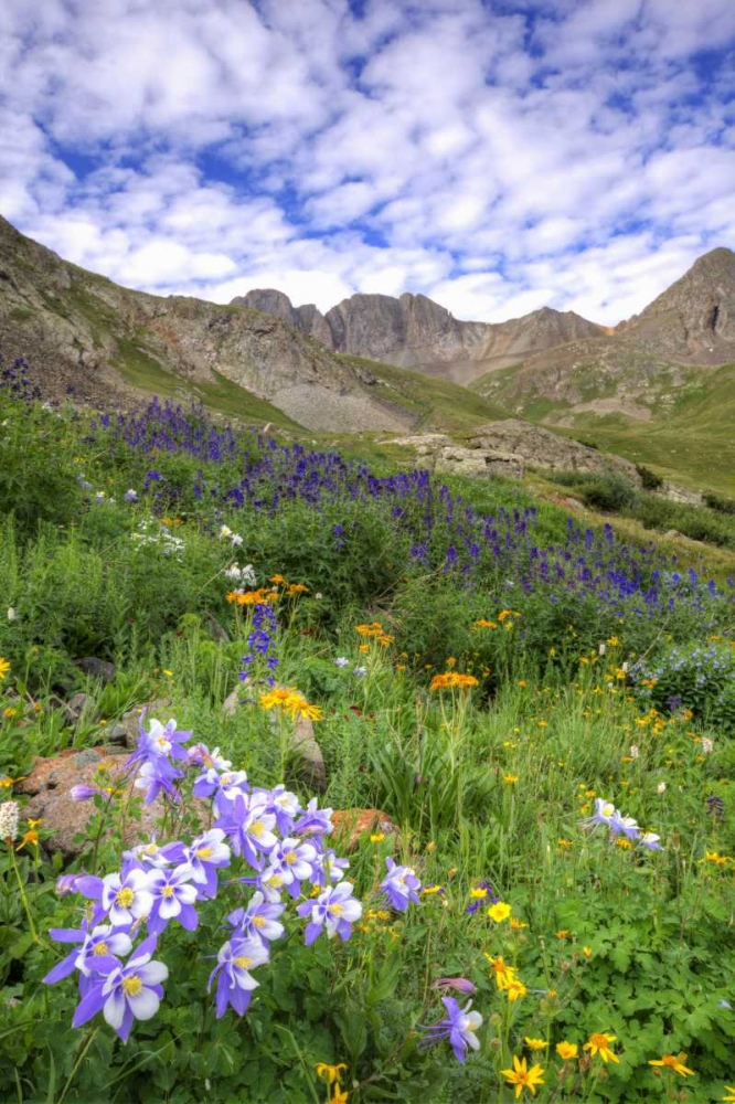 Colorado, San Juan Mts, flowers in American Basin art print by Dennis Flaherty for $57.95 CAD
