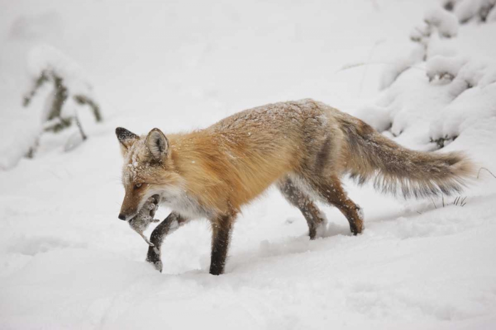 Colorado, Pike NF Red fox carrying meadow vole art print by Don Grall for $57.95 CAD
