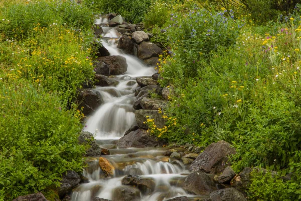 Colorado, San Juan Mts flowers next to stream art print by Cathy and Gordon Illg for $57.95 CAD
