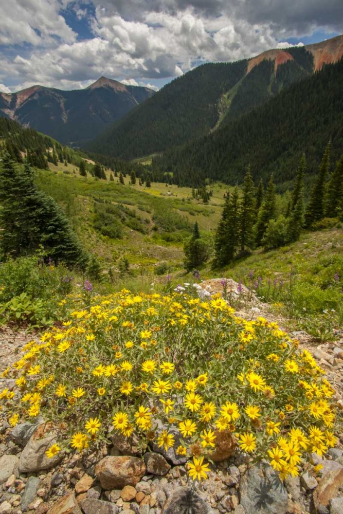 Colorado, San Juan Mts flowers in Ophir Pass art print by Cathy and Gordon Illg for $57.95 CAD