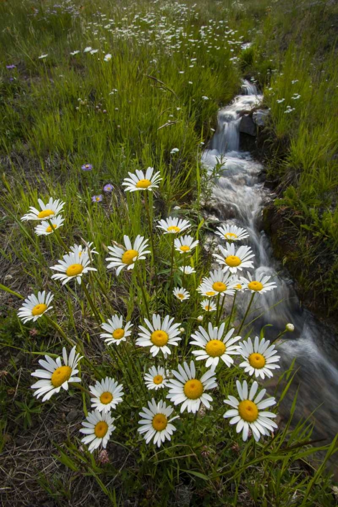 Colorado, San Juan Mts Daisies next to stream art print by Cathy and Gordon Illg for $57.95 CAD