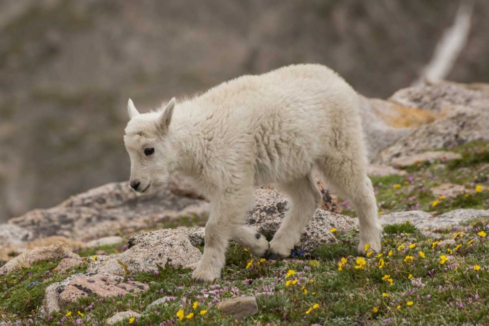 Colorado, Mt Evans Mountain goat kid art print by Cathy and Gordon Illg for $57.95 CAD