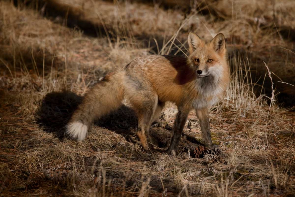 Colorado, Pike National Forest Red fox art print by Don Grall for $57.95 CAD