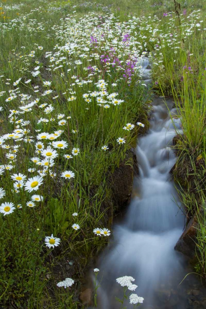 Colorado, San Juan Mts Daisies next to stream art print by Cathy and Gordon Illg for $57.95 CAD