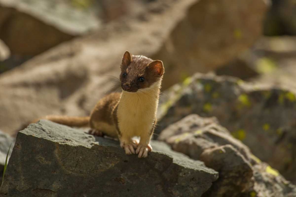 Colorado, San Juan Mts, Short-tailed weasel art print by Cathy and Gordon Illg for $57.95 CAD