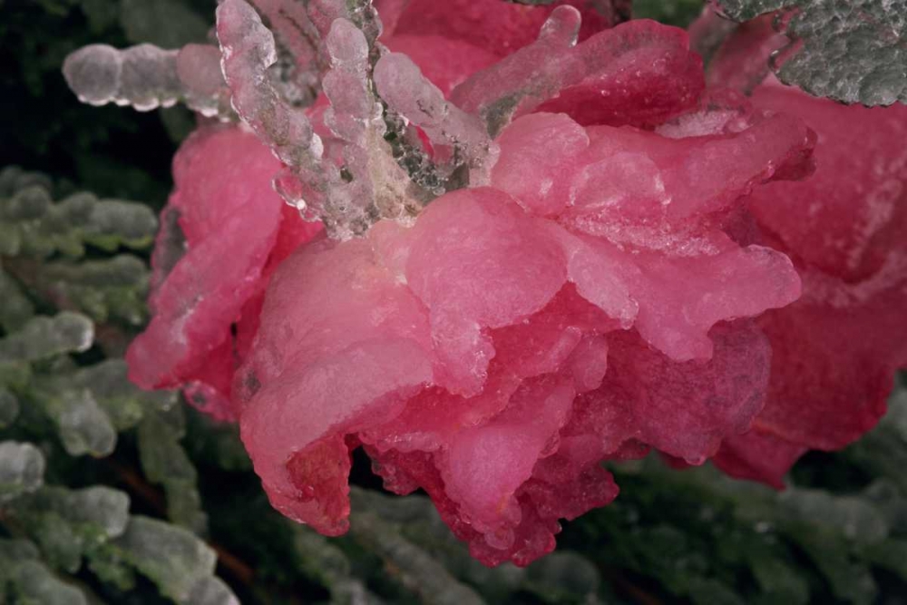 USA, Colorado, Lafayette Ice on pink rose art print by Marie Bush for $57.95 CAD
