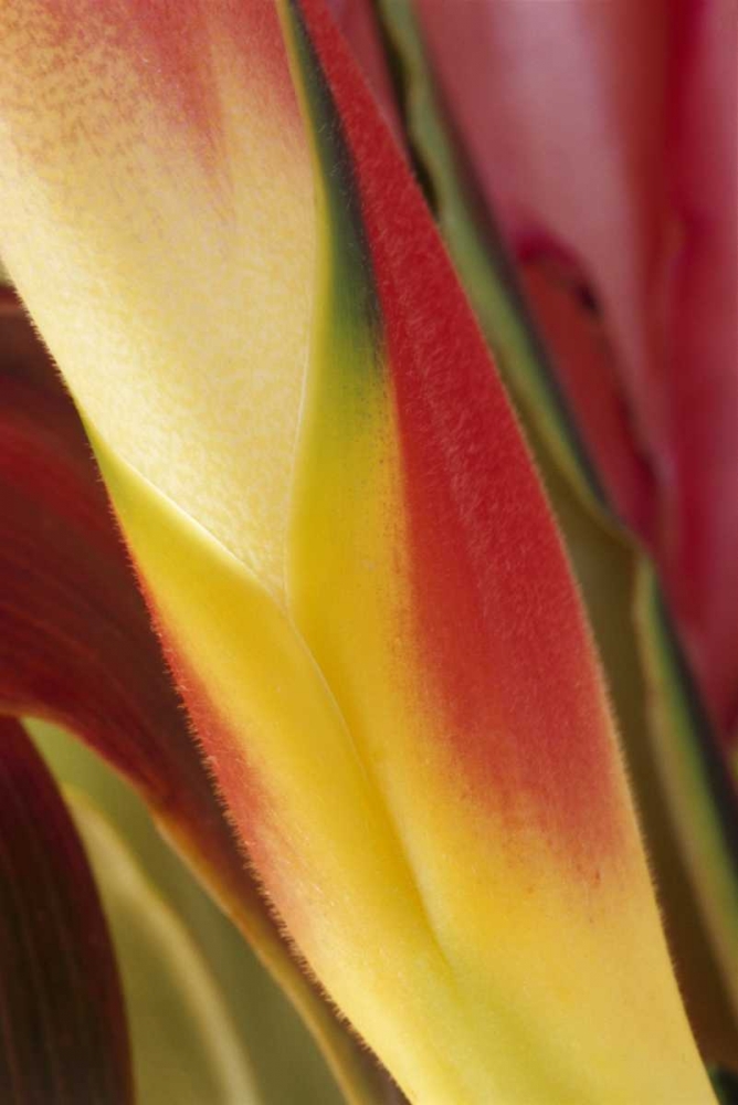 USA, Colorado, Lafayette, heliconia close-up art print by Marie Bush for $57.95 CAD