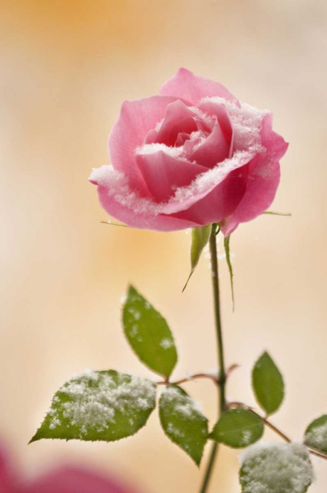 Colorado, Lafayette Snow flakes on pink rose art print by Marie Bush for $57.95 CAD