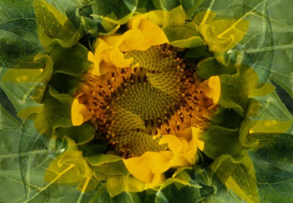 USA, Colorado, Lafayette Sunflower montage art print by Marie Bush for $57.95 CAD