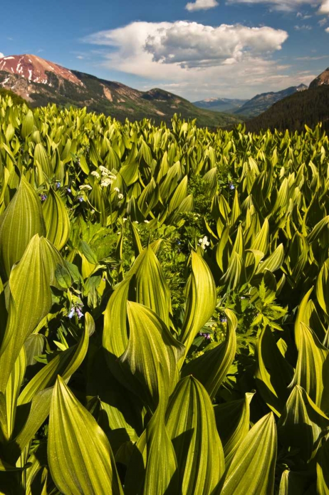 CO, Crested Butte Corn lily field and flowers art print by Nancy Rotenberg for $57.95 CAD